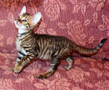 “玩具品种的小猫”