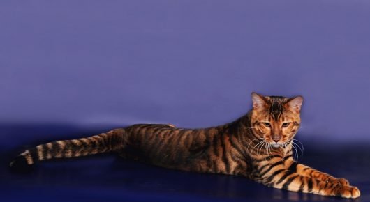 “玩具猫休息”