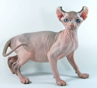 “猫品种精灵”