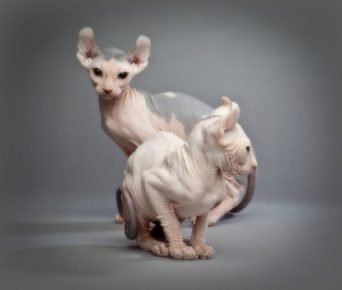 “猫猫”