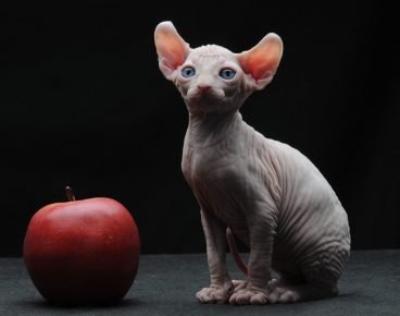“猫精灵和苹果”