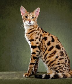 “大草原猫”