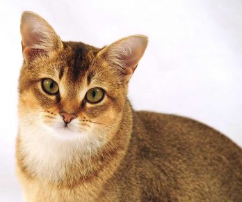 “小猫小猫”