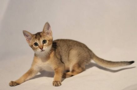 “可爱的小猫”
