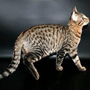 “塞伦盖蒂品种的猫”