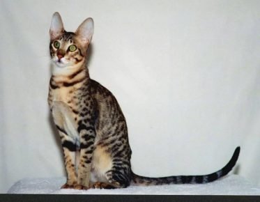 “像伺服的猫”