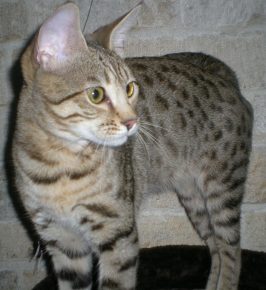 “塞伦盖蒂猫在仔细看东西”