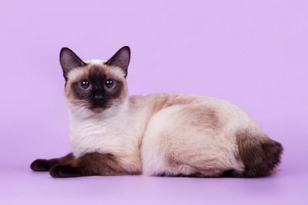 湄公河短尾猫