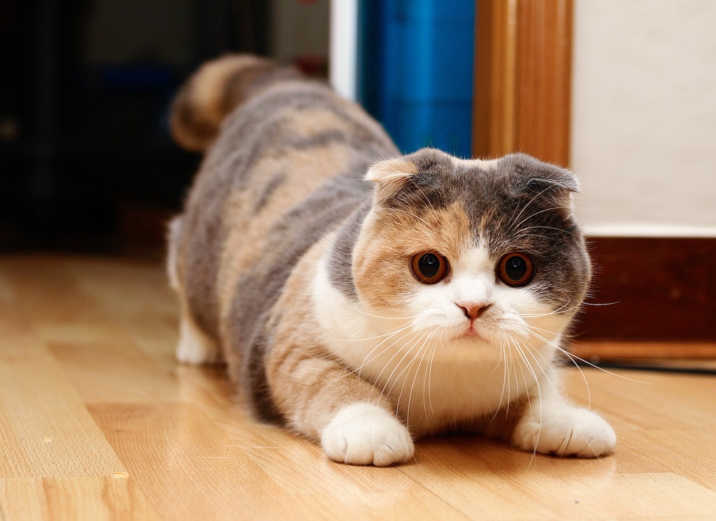“苏格兰折耳猫猫”