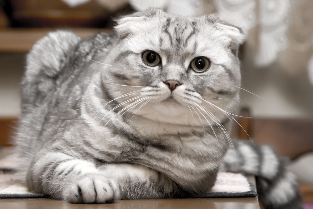 “苏格兰折耳猫猫-照片”