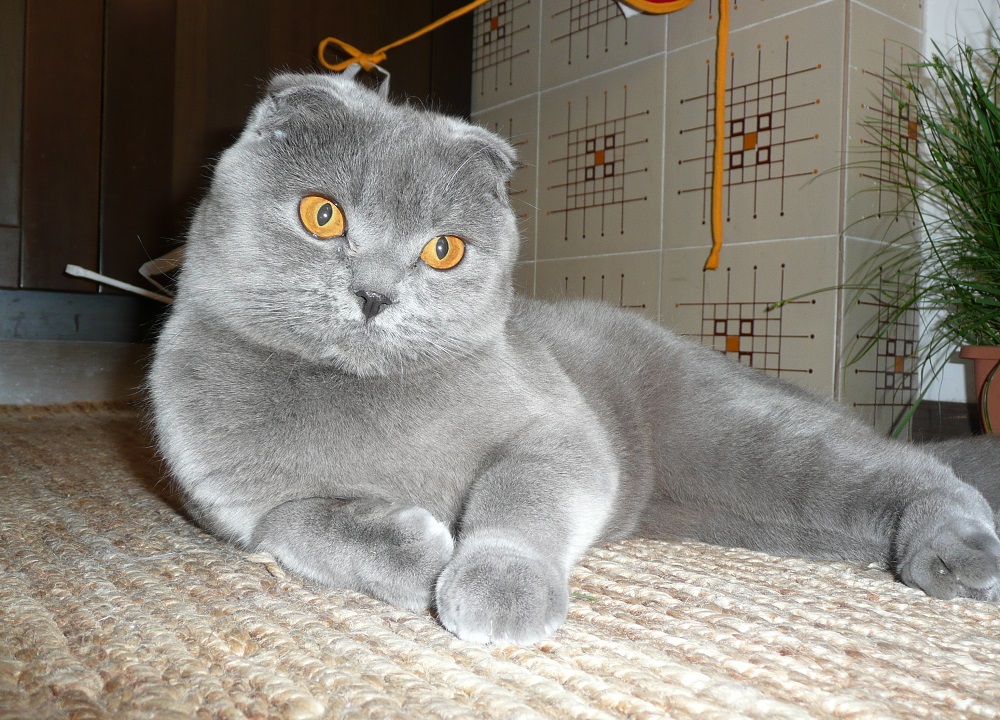 “苏格兰折耳猫猫-照片和描述”