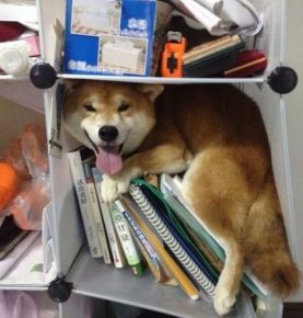 “书柜里的狗”