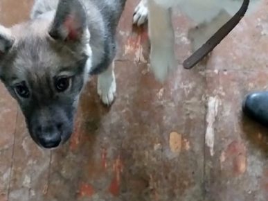 “哈士奇犬”
