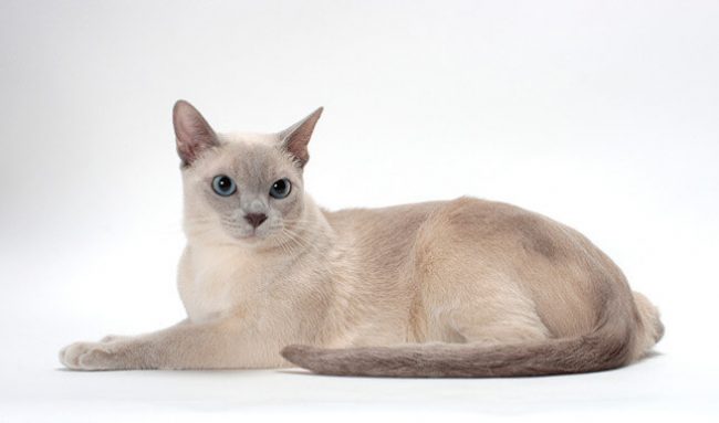 东北猫