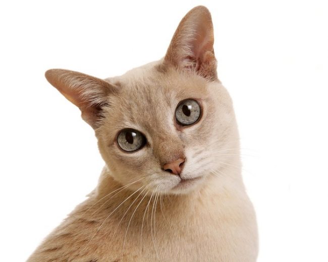 东北猫