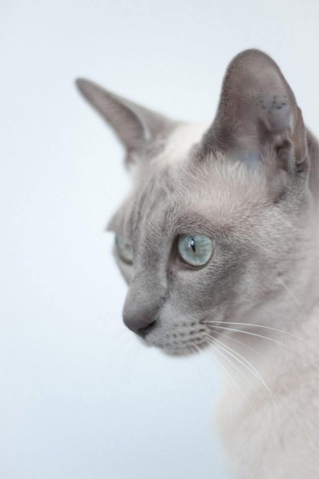 东北猫