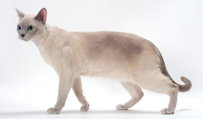 东北猫