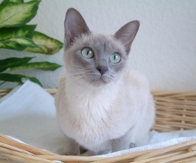 东北猫