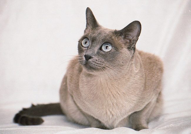 东北猫