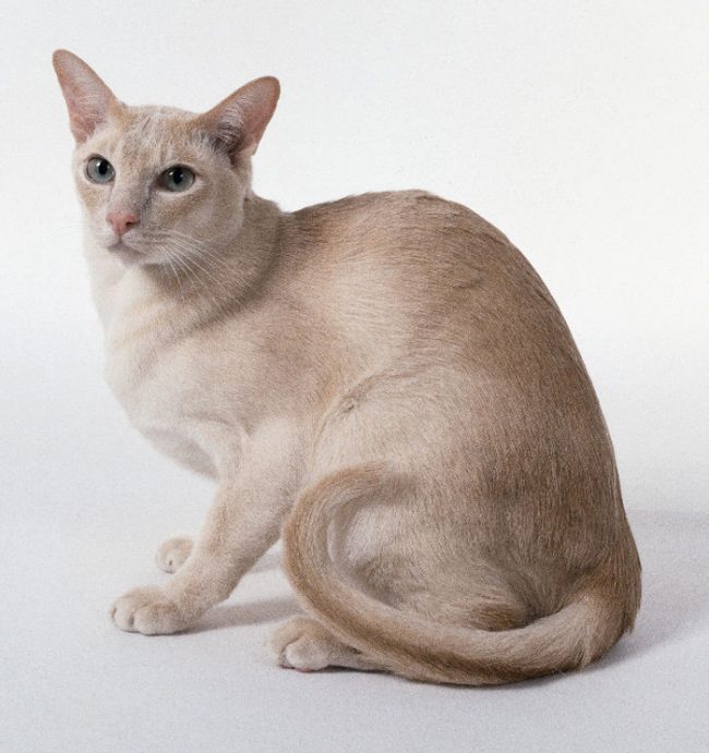 东北猫