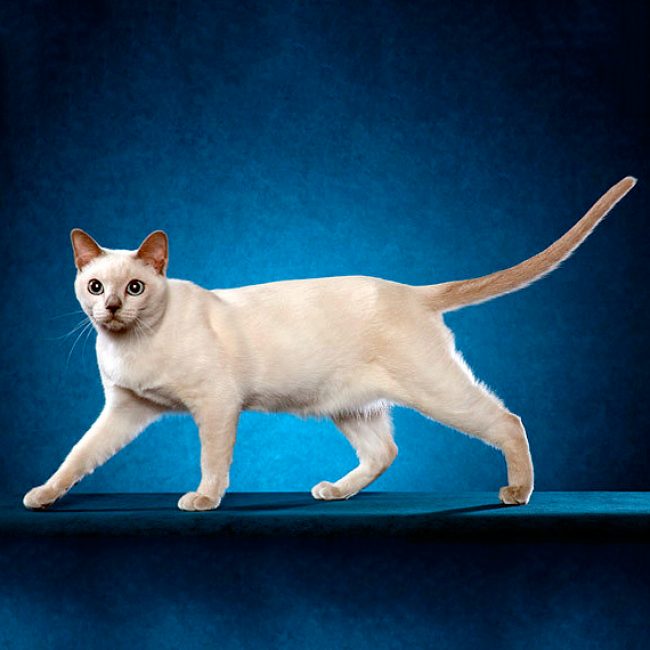 东北猫