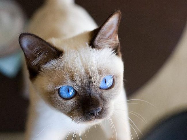 东北猫