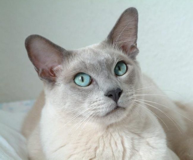 东北猫