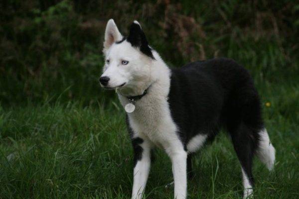 “在森林里的雅库特哈士奇犬”
