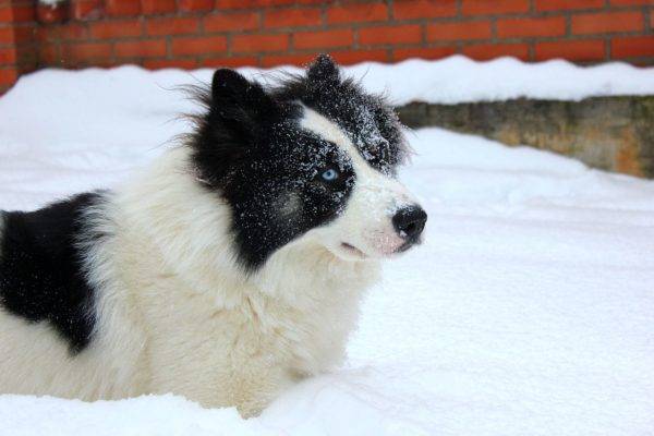 “雪中的雅库特哈士奇犬”