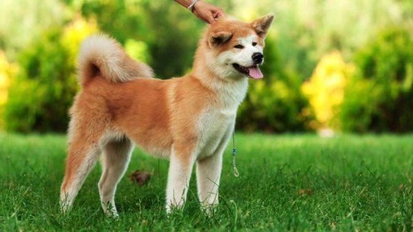 秋田犬