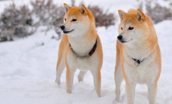 柴犬