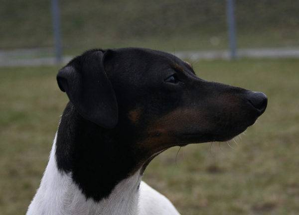 “小猎犬在看”