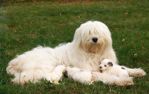 “南俄罗斯牧羊犬与小狗”