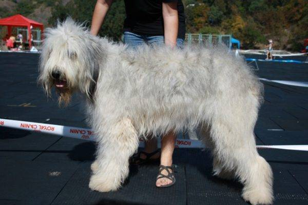 “南俄罗斯牧羊犬的所有荣耀”