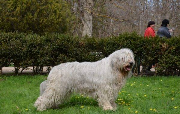 “在公园里的南俄罗斯牧羊犬”