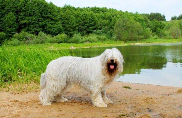 “南俄罗斯牧羊犬在湖附近”
