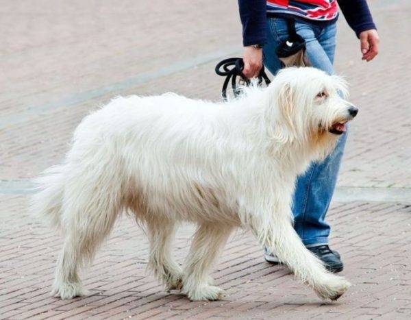 “南俄罗斯牧羊犬去”