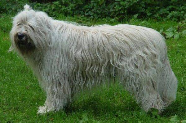 “南俄罗斯牧羊犬的品种说明”