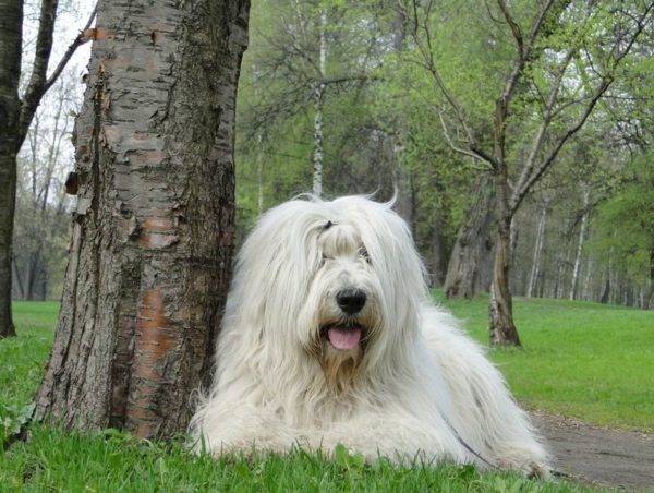 “南俄罗斯牧羊犬说谎”